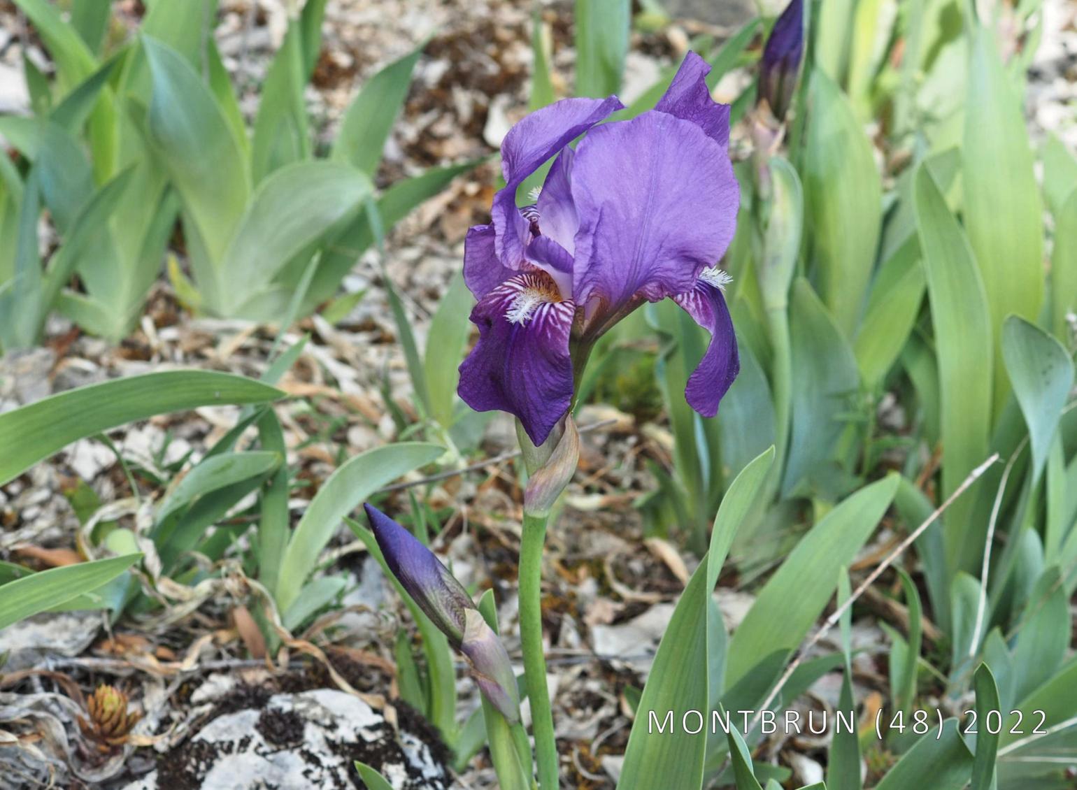 Iris, Bearded